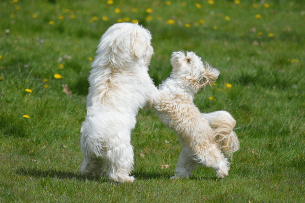 Πότε επεμβαίνουμε όταν παίζουν δύο σκύλοι