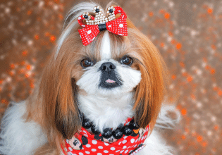 Οι αιτίες που ένας σκύλος καταχωνιάζει πράγματα