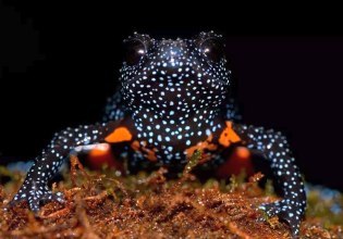 Θύμα της ομορφιάς του, αυτό το βατραχάκι απειλείται από τους τουρίστες που το φωτογραφίζουν