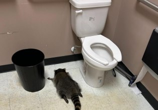 Ρακούν-διαρρήκτης λεηλατεί κάβα, λιποθυμάει από το αλκοόλ – «Απερίγραπτο χάος»