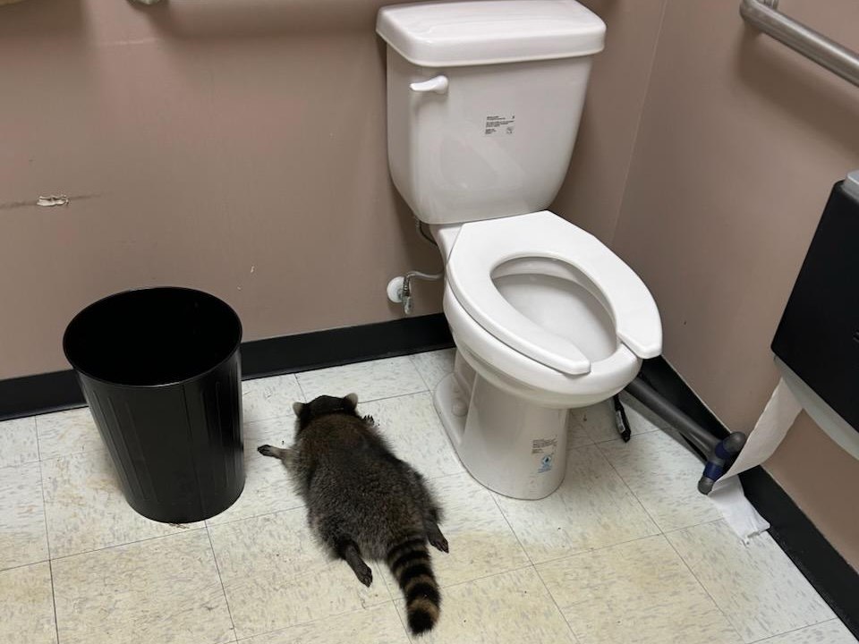 Ρακούν-διαρρήκτης λεηλατεί κάβα, λιποθυμάει από το αλκοόλ – «Απερίγραπτο χάος»