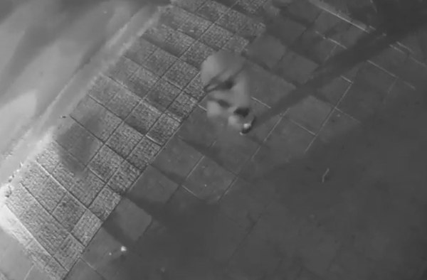 «Οι αστυνομικοί χτύπησαν τα παιδιά» – Τι καταγγέλλει μητέρα 15χρονου που ήταν στο ΙΧ που οδηγούσε ο γιος του Μ. Κατρίνη