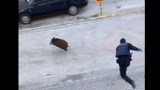 Θεσσαλονίκη: Αστυνομικοί κυνηγάνε αγριογούρουνο σε γειτονιά στον Εύοσμο – Απίστευτες εικόνες