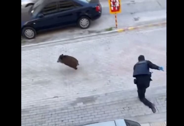 Θεσσαλονίκη: Αστυνομικοί κυνηγάνε αγριογούρουνο σε γειτονιά στον Εύοσμο – Απίστευτες εικόνες