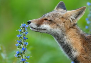 Τα καλά νέα που έφερε το 2025 για τα ζώα