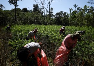 Βολιβία: Αυξήθηκε κατά 10% η επιφάνεια των καλλιεργειών κόκας το 2024