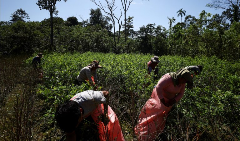 Βολιβία: Αυξήθηκε κατά 10% η επιφάνεια των καλλιεργειών κόκας το 2024