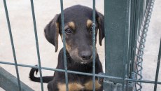 Παράνομη διακίνηση ζώων συντροφιάς: Πλαστά διαβατήρια, εικονικοί ιδιοκτήτες και 488 υποθέσεις μέσα σε δύο χρόνια