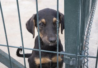 Παράνομη διακίνηση ζώων συντροφιάς: Πλαστά διαβατήρια, εικονικοί ιδιοκτήτες και 488 υποθέσεις μέσα σε δύο χρόνια