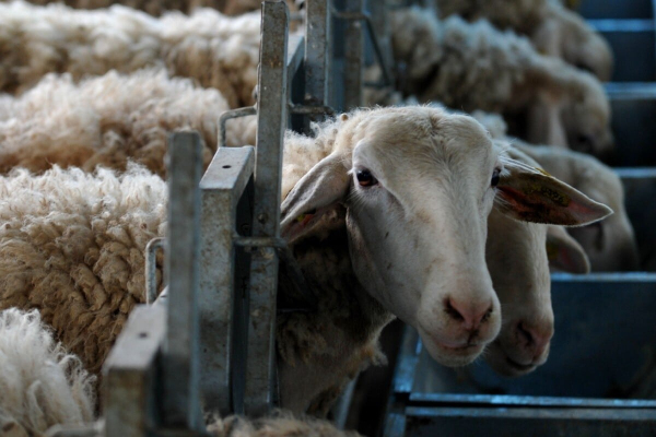 Πόσο κόστισε η απολύμανση για την ευλογιά – Αποκαλυπτικά έγγραφα