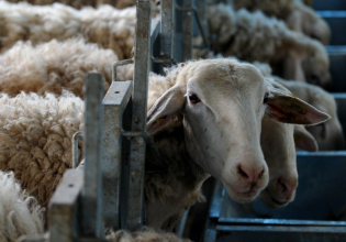 Ευλογιά προβάτων: Καταγγελία κτηνοτρόφου για τα νεκρά ζώα – «Έλεγαν ότι τα αποτέφρωσαν όμως έκαναν μπάζωμα αλά Τέμπη»