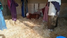 Ζωντανό αλογάκι Pony σε φάτνη στον Βόλο προκαλεί αντιδράσεις φιλόζωων