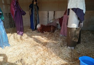 Ζωντανό αλογάκι Pony σε φάτνη στον Βόλο προκαλεί αντιδράσεις φιλόζωων