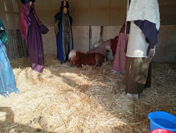 Ζωντανό αλογάκι Pony σε φάτνη στον Βόλο προκαλεί αντιδράσεις φιλόζωων