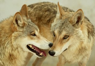 Πώς μας προστατεύει κρυφά ο μεγάλος, κακός λύκος;