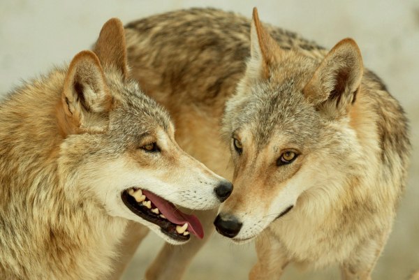 Πώς μας προστατεύει κρυφά ο μεγάλος, κακός λύκος;