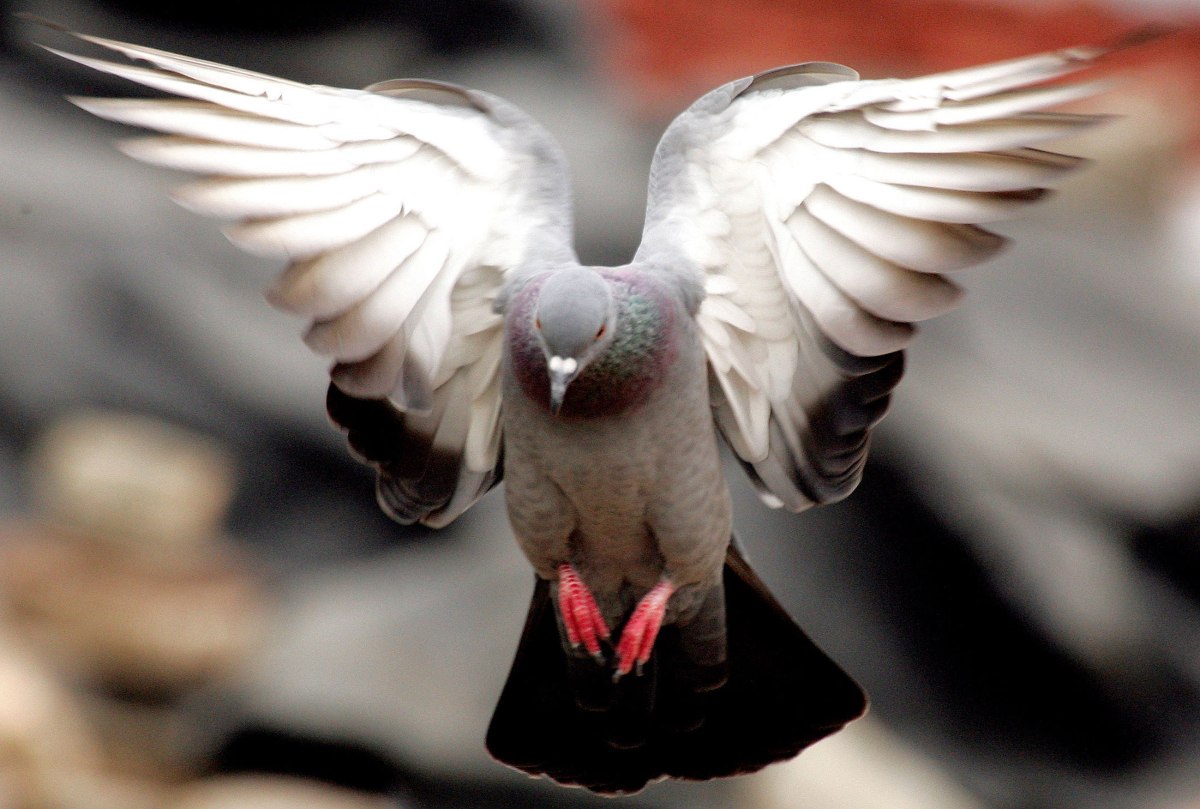 Τα πειράματα έδειξαν ότι τα περιστέρια προσανατολίζονται ακόμα και στο σκοτάδι (Reuters)