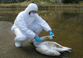 Η ΕΕ προετοιμάζεται για σενάριο πανδημίας εν μέσω έξαρσης γρίπης των πτηνών