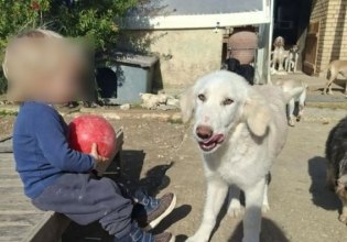 Ζάκυνθος: Σήμερα η κηδεία του 2χρονου που κατασπαράχθηκε από το πίτμπουλ