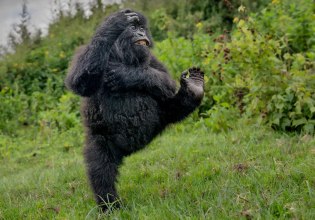 Nikon Comedy Wildlife Awards 2025: Γορίλας μπαλαρίνος στην κορυφή – Από αλεπούδες break-dancers σε ερωδιό σέρφερ, όλοι οι νικητές
