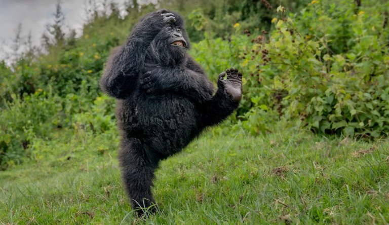 Nikon Comedy Wildlife Awards 2025: Γορίλας μπαλαρίνος στην κορυφή – Από αλεπούδες break-dancers σε ερωδιό σέρφερ, όλοι οι νικητές