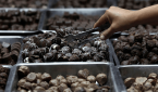 Γιατί «πέφτει» η τιμή το κακάο αλλά η σοκολάτα παραμένει ακριβή;