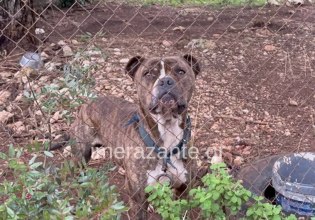 Ζάκυνθος: Ανείπωτη θλίψη για τον 2χρονο που κατασπαράχθηκε από το πίτμπουλ – «Η κόρη μου φώναξε και έτρεξα» λέει ο πατέρας