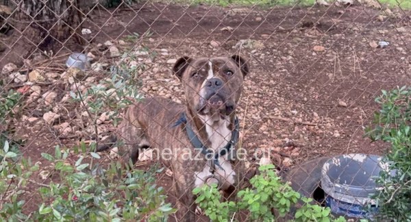 Ζάκυνθος: Ανείπωτη θλίψη για τον 2χρονο που κατασπαράχθηκε από το πίτμπουλ – «Η κόρη μου φώναξε και έτρεξα» λέει ο πατέρας