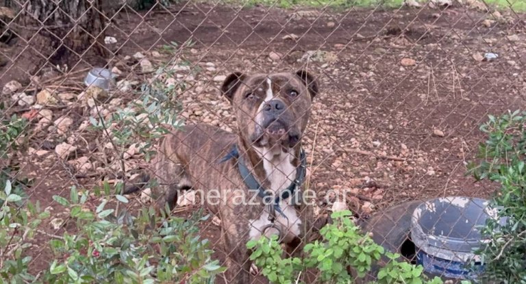 Ζάκυνθος: Ανείπωτη θλίψη για τον 2χρονο που κατασπαράχθηκε από το πίτμπουλ – «Η κόρη μου φώναξε και έτρεξα» λέει ο πατέρας