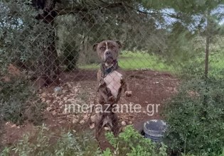 Ζάκυνθος: Σοκαρισμένοι οι γιατροί από την εικόνα του παιδιού που κατασπάραξε το πίτμπουλ