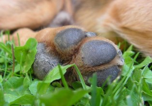 Φρίκη στη Θεσσαλονίκη: 90χρονος ακινητοποίησε σκύλο με χαρτοταινία και τον έθαψε ζωντανό
