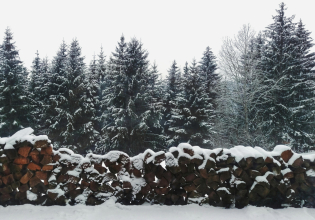 Χριστούγεννα: Γιατί οι φάρμες χριστουγεννιάτικων δέντρων στρέφονται στα drones και την τεχνητή νοημοσύνη