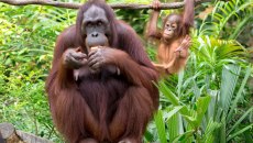Ουρακοτάγκος του Ταπανούλι: Φόβοι για τον σπανιότερο πίθηκο του κόσμου μετά τον κυκλώνα στη Σουμάτρα