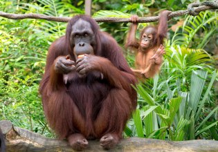 Φόβοι για τους τελευταίους ουρακοτάγκους του Ταπανούλι μετά τον σαρωτικό κυκλώνα στη Σουμάτρα