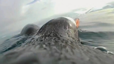 Υποβρύχιο βίντεο ενός… πιγκουίνου – Τι κατέγραψε η κάμερα