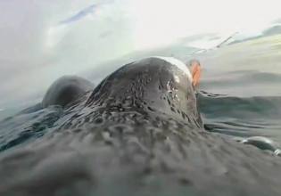 Υποβρύχιο βίντεο ενός… πιγκουίνου – Τι κατέγραψε η κάμερα