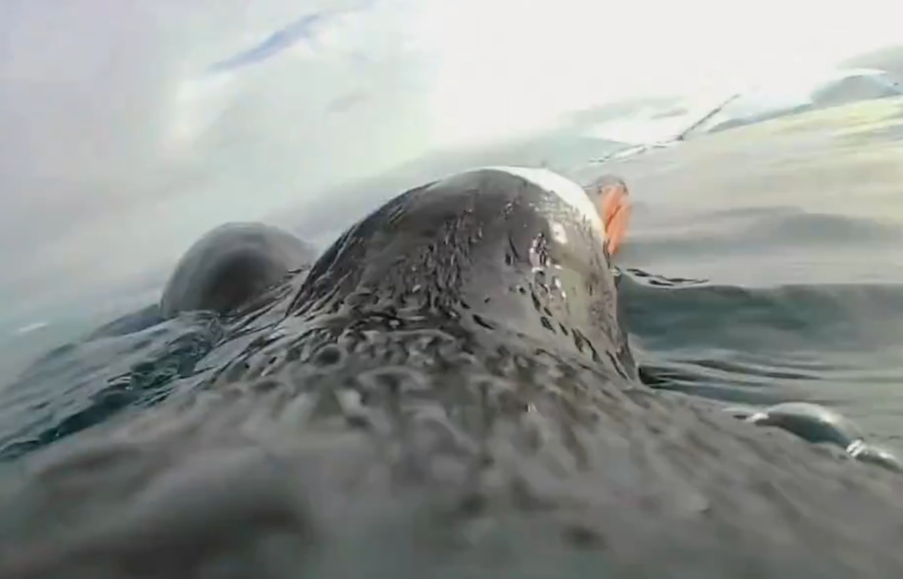 Υποβρύχιο βίντεο ενός… πιγκουίνου – Τι κατέγραψε η κάμερα