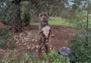 Ζάκυνθος: Στο ΔΙΚΕΠΑΖ το πίτμπουλ που δάγκωσε και σκότωσε το δίχρονο αγοράκι – Υπό συνεχή παρακολούθηση από ειδικούς