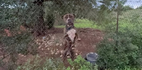 Ζάκυνθος: Στο ΔΙΚΕΠΑΖ το πίτμπουλ που δάγκωσε και σκότωσε το δίχρονο αγοράκι – Υπό συνεχή παρακολούθηση από ειδικούς