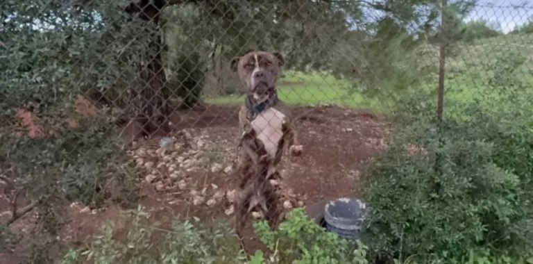 Ζάκυνθος: Στο ΔΙΚΕΠΑΖ το πίτμπουλ που δάγκωσε και σκότωσε το δίχρονο αγοράκι – Υπό συνεχή παρακολούθηση από ειδικούς