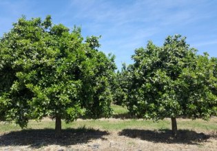 Νέα επιστολή Δημάρχου για ακαρπία στα εσπεριδοειδή από παγετούς της Άνοιξης