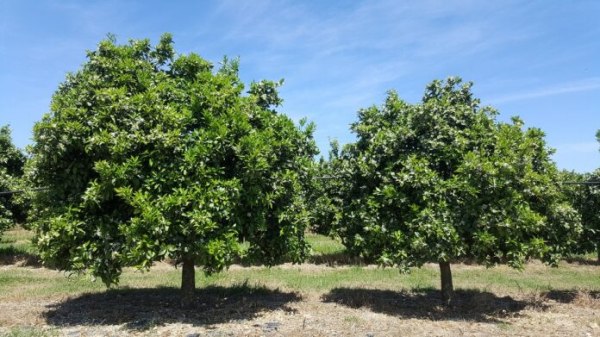 Νέα επιστολή Δημάρχου για ακαρπία στα εσπεριδοειδή από παγετούς της Άνοιξης