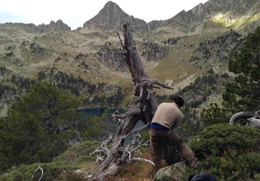 Οι ερευνητές αρχικά εξέτασαν τους δακτυλίους ανπτυξης σε δέντρα των Πυρηναίων (Ulf Büntgen)