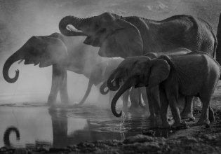 Ελέφαντας ή αγέλη ελεφάντων σκότωσε 4 άτομα στην Ινδία – Το ένα θύμα ήθελε να βγάλει σέλφι [βίντεο]