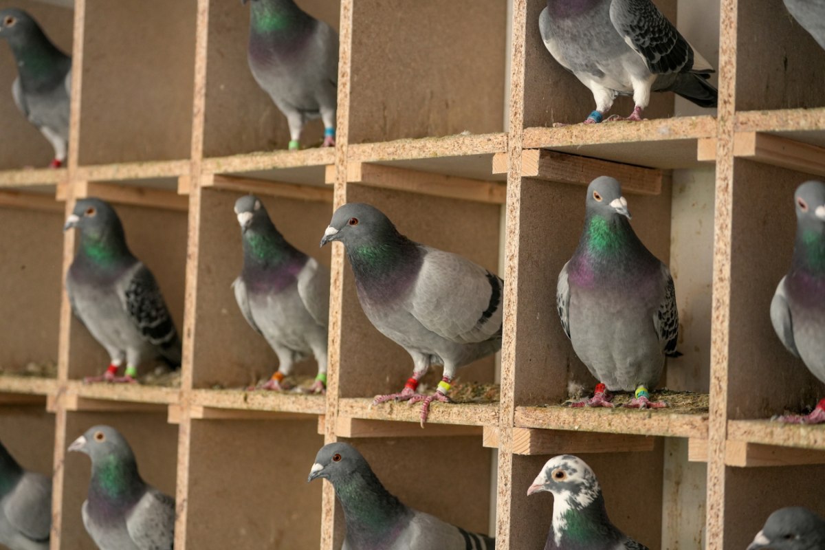 «Βρέθηκε», έπειτα από δεκαετίες αναζήτησης, η βιολογική πυξίδα των πτηνών