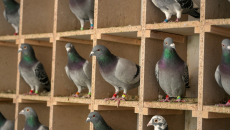 «Βρέθηκε», έπειτα από δεκαετίες αναζήτησης, η βιολογική πυξίδα των πτηνών