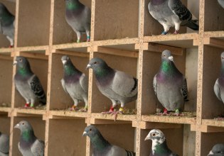 «Βρέθηκε», έπειτα από δεκαετίες αναζήτησης, η βιολογική πυξίδα των πτηνών