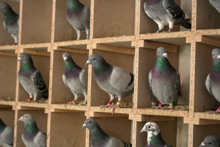 «Βρέθηκε», έπειτα από δεκαετίες αναζήτησης, η βιολογική πυξίδα των πτηνών