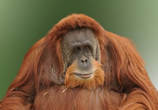 Αγνοούμενοι οι τελευταίοι ουρακοτάγκοι του Ταπανούλι μετά τον κυκλώνα στη Σουμάτρα