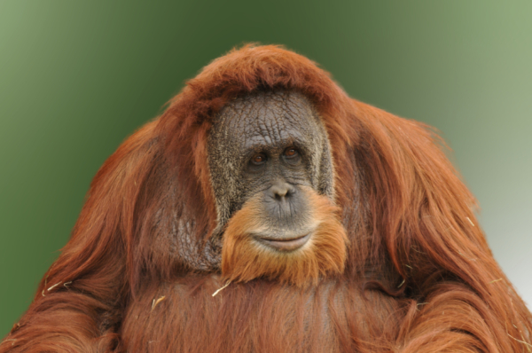 Αγνοούμενοι οι τελευταίοι ουρακοτάγκοι του Ταπανούλι μετά τον κυκλώνα στη Σουμάτρα